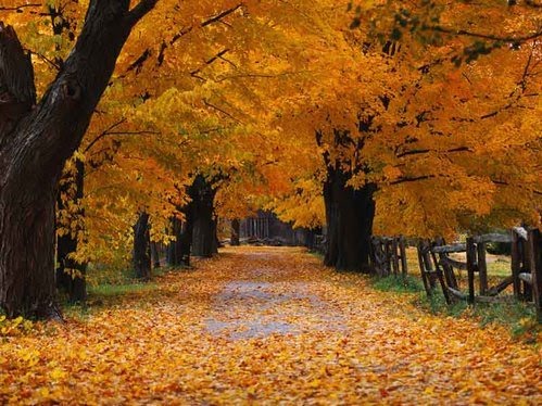 Autumn-MicrosoftDesktopImage.jpg
