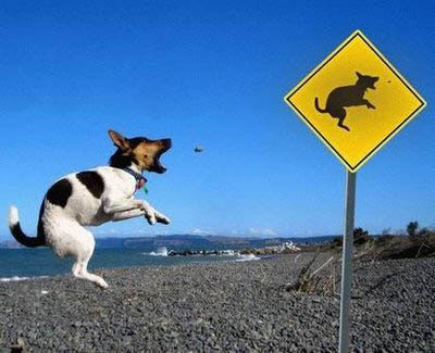 dog-jumping-sign.jpg