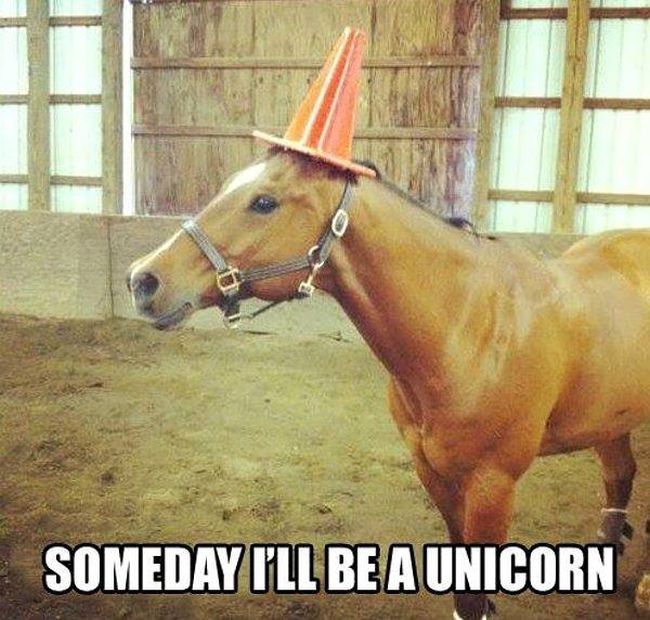 020-funny-animal-pictures-with-captions-013-unicorn.jpg