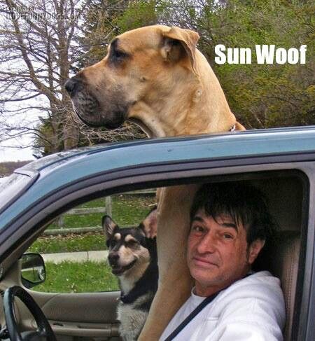 funny-dog-sun-woof.jpg