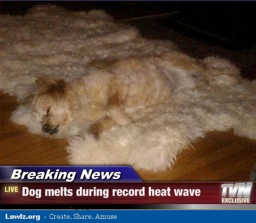 dog-melts-during-record-heat-wave-funny-news-picture.jpg