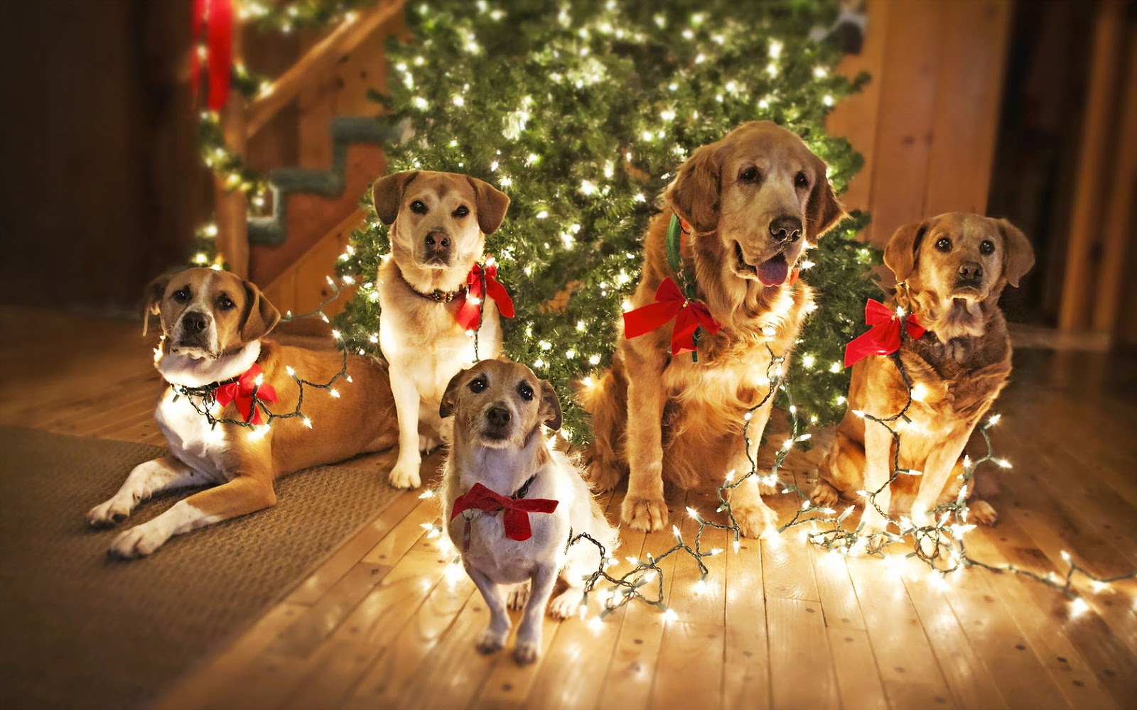photo-of-dogs-under-the-christmas-tree-hd-christmas-wallpaper-with-dogs.jpg