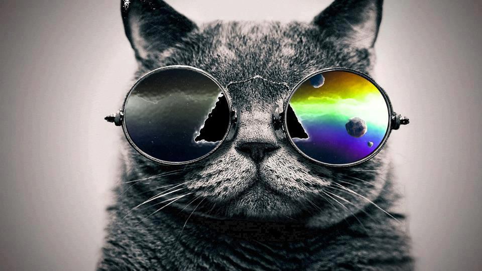 Pink+Floyd+cat.jpg