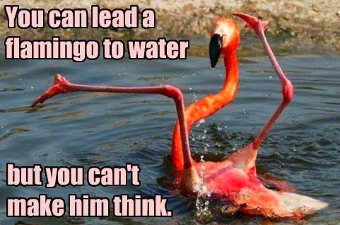Funny+Flamingo.jpg