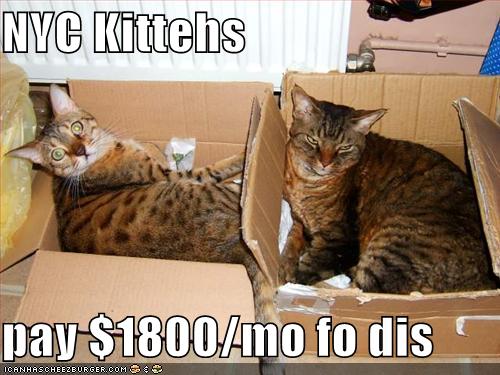funny-pictures-new-york-cats-hate-their-apartments.jpg