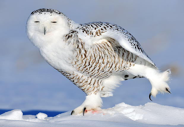 snowy-owl-facts-for-kids.jpg