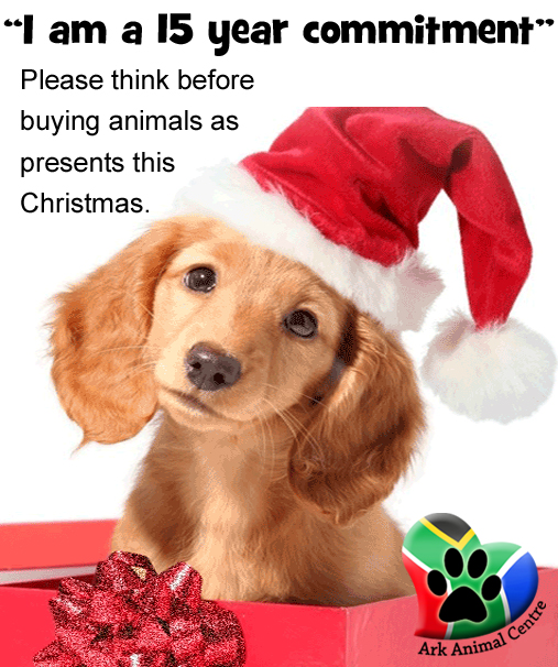 dont-buy-animals-puppies-as-presents-this-christmas-festive-season-ark-animal-centre-plea.jpg