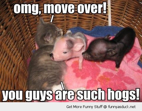 funny-cute-kitten-pigs-piglets-bed-move-over-cat-hogs-pics.jpg