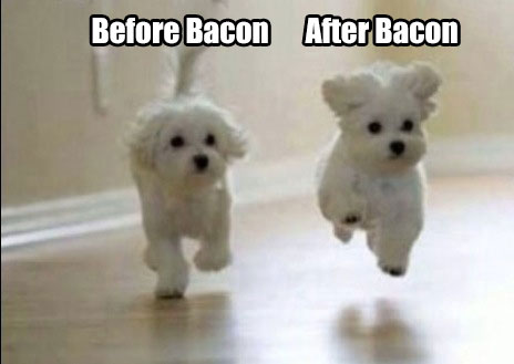 before-after-Bacon-Dogs-meme.jpg