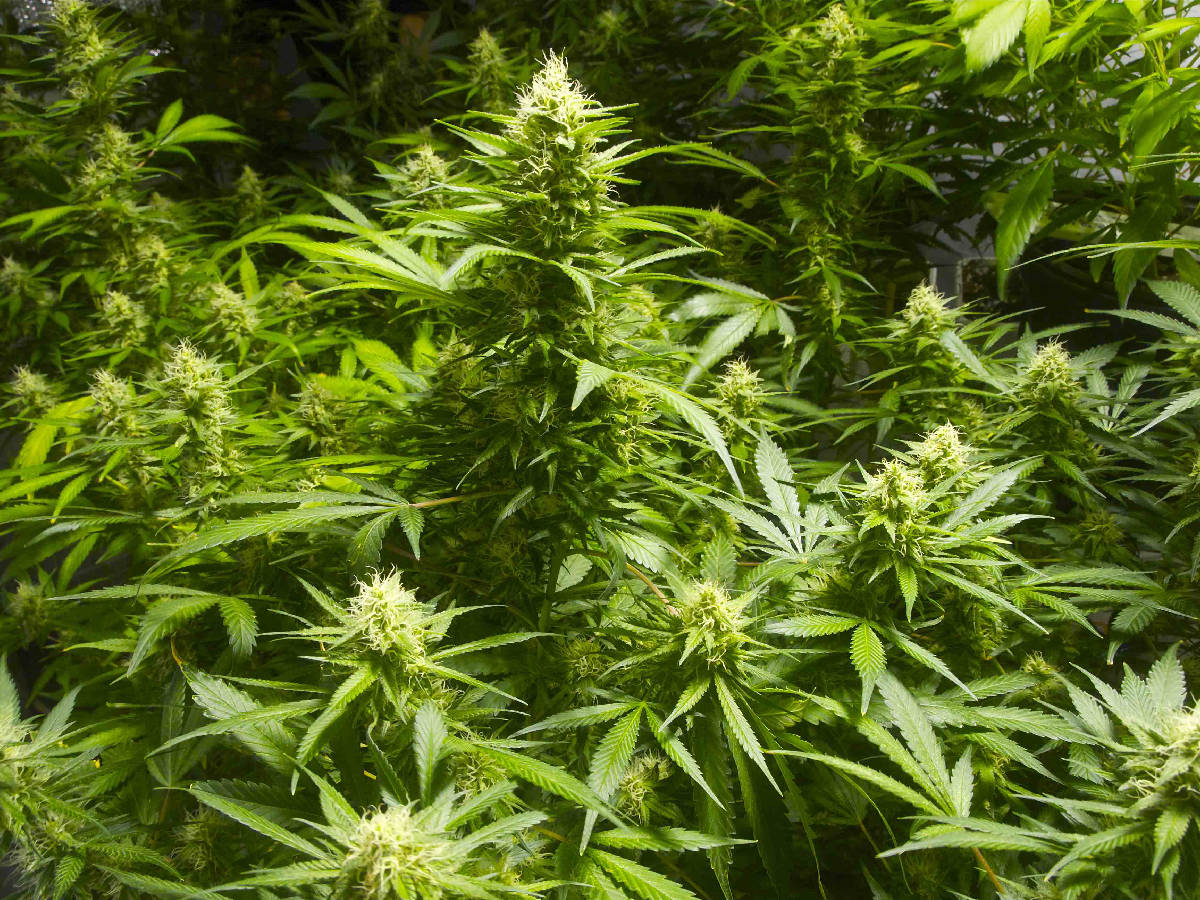 marijuana-plants.jpg