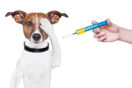 dog-vaccine.jpg
