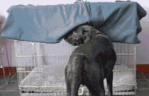 dog-napping-in-crate-gif.gif