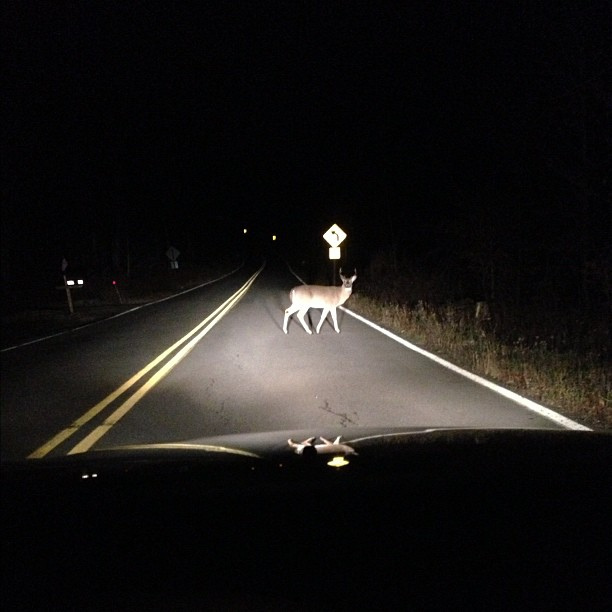 deer-headlights.jpg