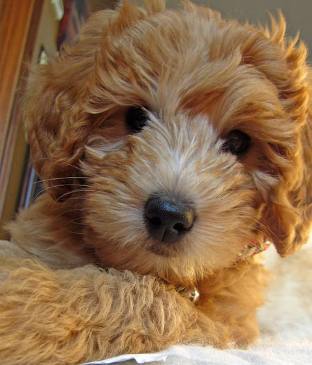 riley-the-goldendoodle-4_63229_2011-12-17_w450.jpg