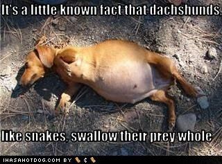 320x237px-LL-9acde3c4_funny-dog-pictures-dachshunds-are-much-like-snakes.jpeg
