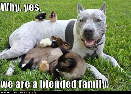 1328219116-funny-dog-pictures-blended-family.jpg