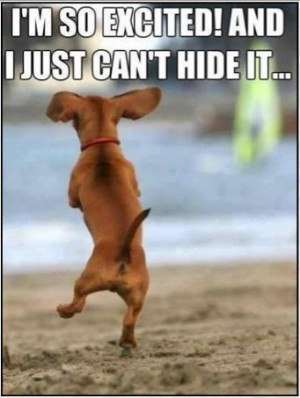 941346134-Dachshund-dancing-very-excited-Funny-dog-photo-with-captions.jpg