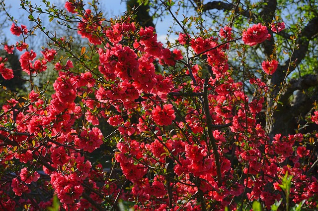 186328-640x426-quince-flowering.jpg
