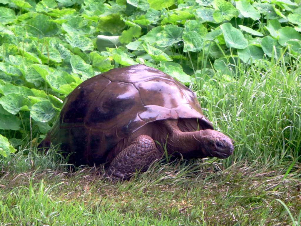 jonathan-tortoise.jpg