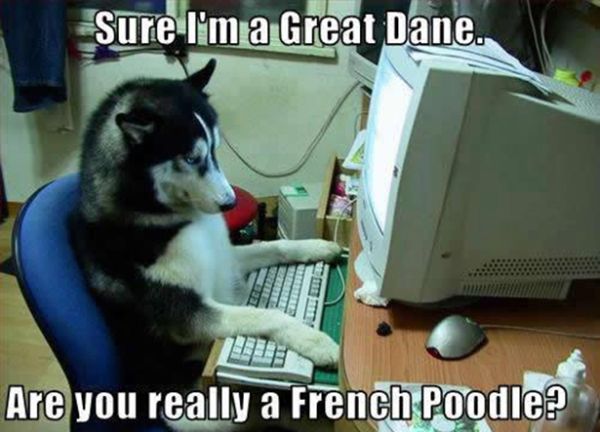 dog-humor-sure-im-great-dane-internet-chat.jpg