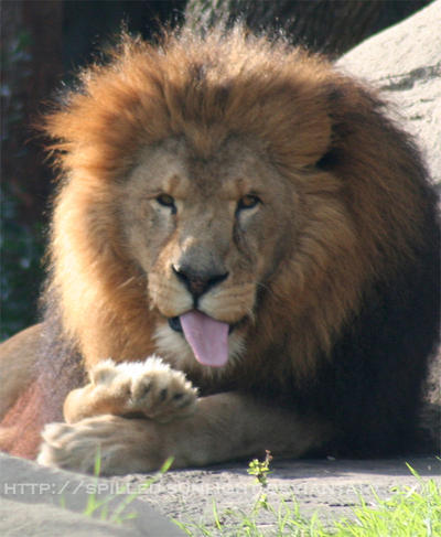 Lion_Sticking_Out_Tongue_by_Spilled_Sunlight.jpg