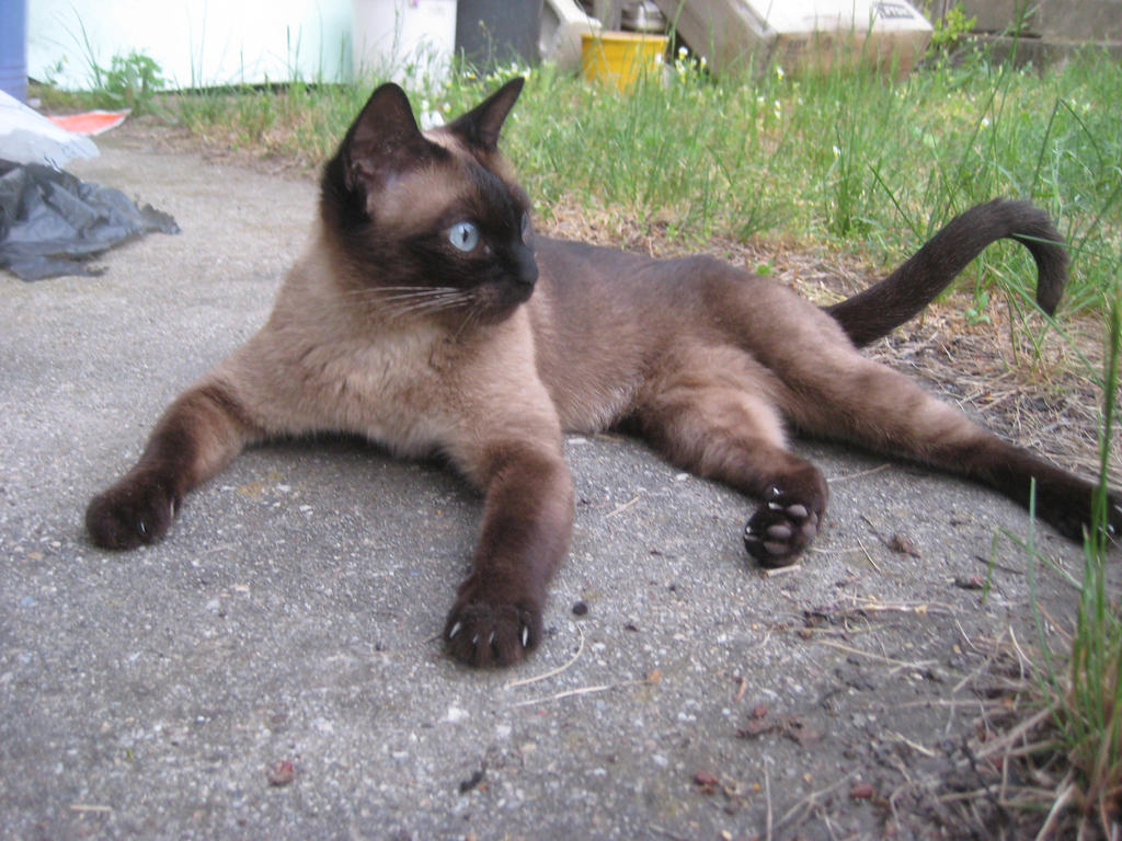 my_beautiful_siamese_cat_by_hope555-d64rzm2.jpg