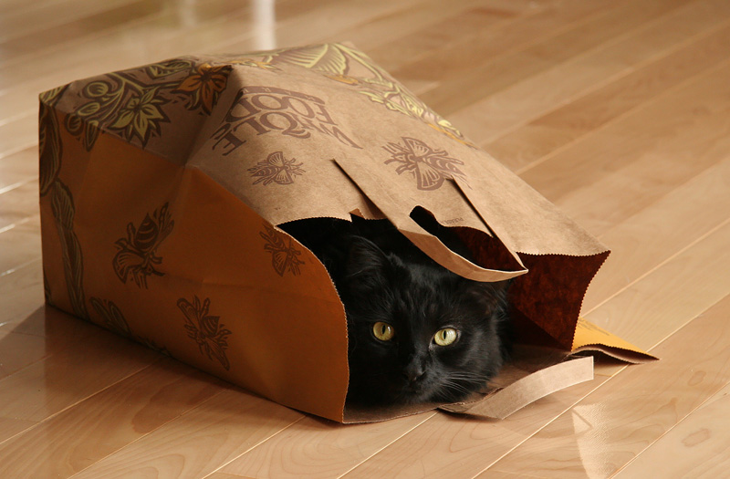 Cat_in_a_Bag_by_HobbleSkirt.jpg