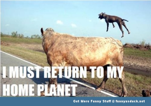 funny-cow-dog-animal-flying.jpg