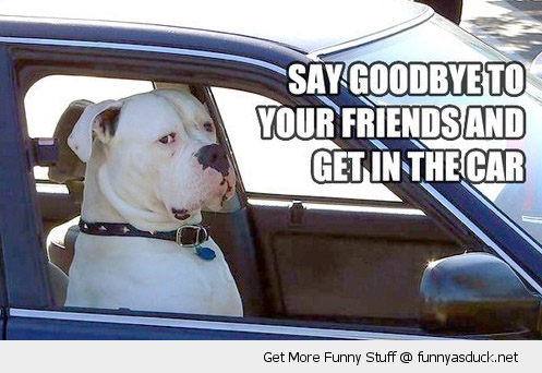 funny-driving-car-dog-goodbye-friends-get-in-pics.jpg