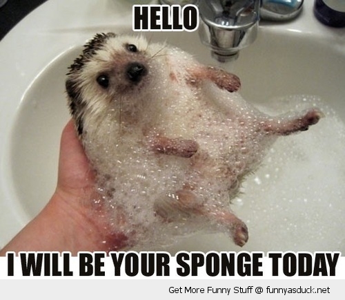 funny-hello-hedgehog-bubbles-sink-sponge-today-cute-pics.jpg