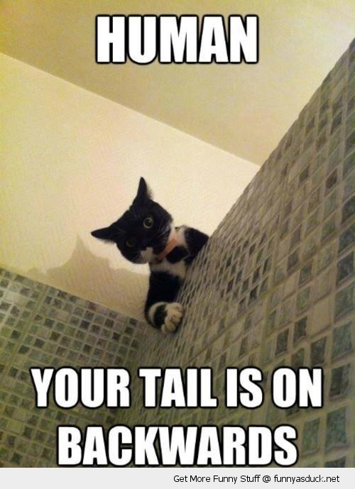 funny-human-tail-backwards-cat-shower-shocked-pics.jpg