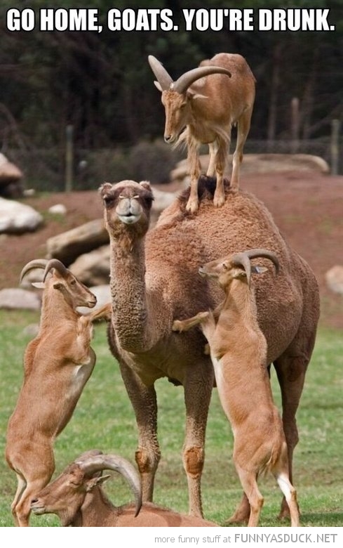 funny-goats-standing-camels-back-go-home-drunk-pics.jpg
