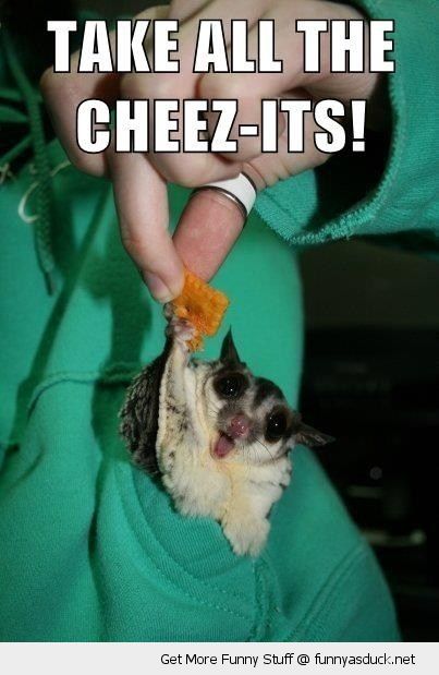 funny-happy-cute-bat-eat-take-all-the-cheezits-meme-pics.jpg