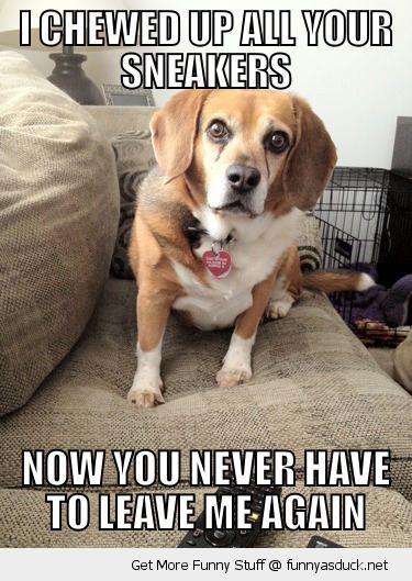 funny-overly-attached-dog-couch-chewed-sneakers-never-leave-again-pics.jpg