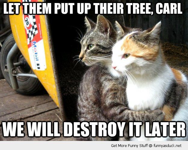 funny-watching-cats-let-them-put-up-tree-destroy-later-christmas-xmas-pics.jpg