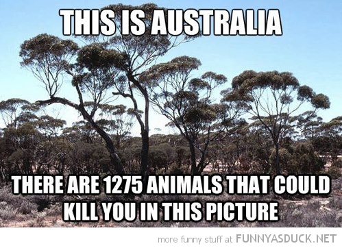 funny-this-australia-1275-animals-kill-you-pics.jpg