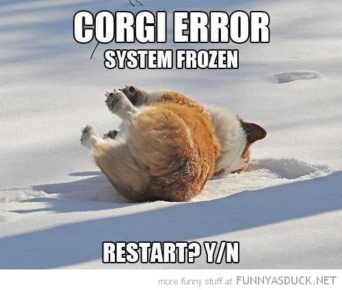 funny-dog-lying-snow-corgi-error-restart-y-n-pics.jpg