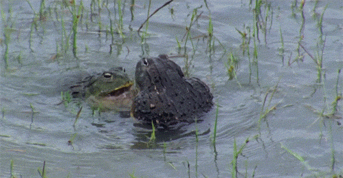 funny-frogs-fighting-animated-gif-pics.gif