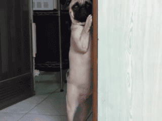 funny-pug-dog-standing-up-hiding-wall-animated-gif-pics.gif