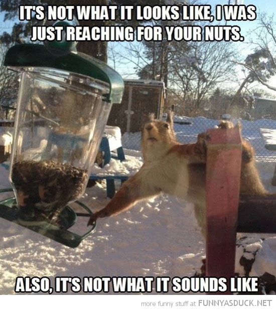 funny-not-what-looks-like-reaching-nuts-squirrel-feeder-pics.jpg