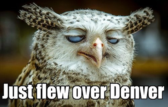 funny-pictures-just-flew-over-denver-stoned-owl.jpg