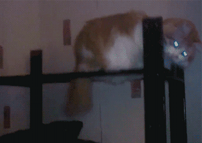 funny-pictures-michael-jackson-cat-animated-gif.gif