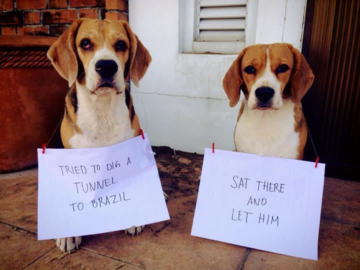 funny-dogs-with-signs-8-wide-wallpaper.jpg