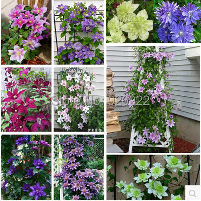 Clematis-Hybridas-clematis-seed-clematis-font-b-flowers-b-font-mix-color-200-pieces-bag.jpg