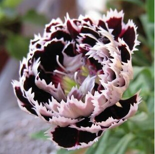 Black-Dragon-Rose-Bush-Flower-Seeds-200-Stratisfied-Seeds-Free-Shipping.jpg