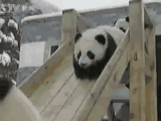 Pandas-Sliding-Down-Slide.gif