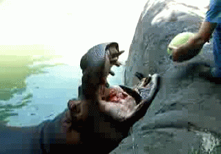 Hippo-Eating-a-Watermelon.gif