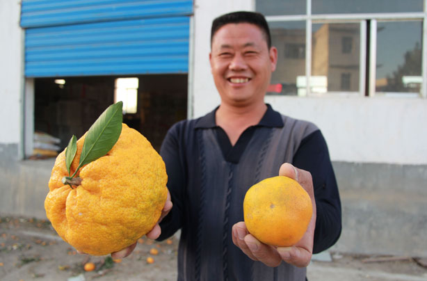 Giant-orange-in-China.jpg
