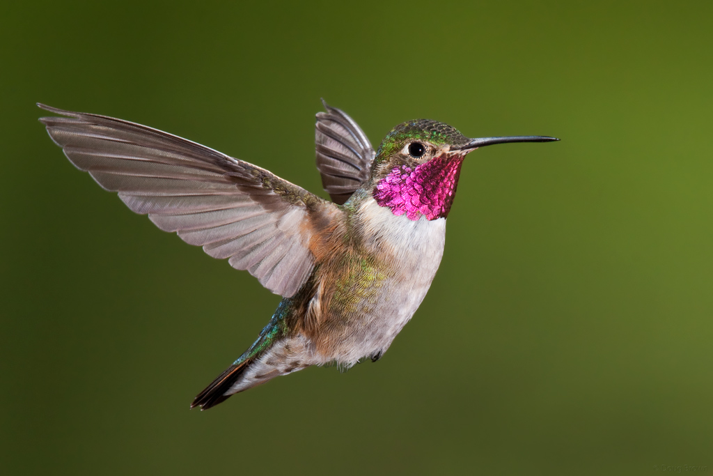 543673319_20090522-_mg_0191-broad-tailed-hummingbird-crop.jpg