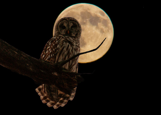 Hunters-Moon-Owl-Web-2.jpg